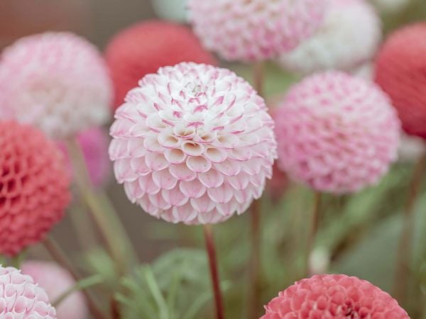 Nằm mơ thấy hoa màu hồng báo hiệu điềm may hay rủi?